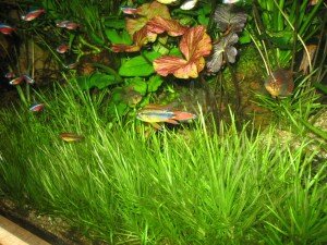 blyxa%20550l.jpg