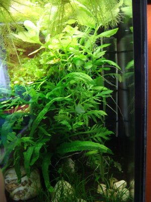 h_difformis03.jpg
