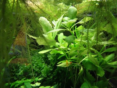 h_difformis01.jpg
