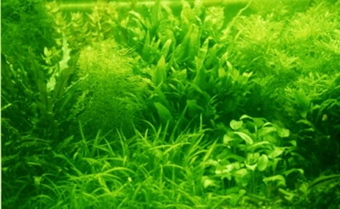 H. difformis .JPG