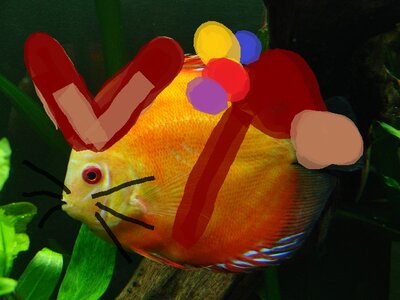 fischi - Kopie.JPG