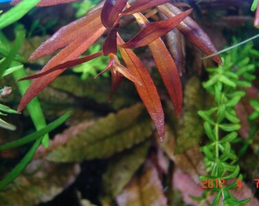 k Ludwigia arcuata (3).jpg
