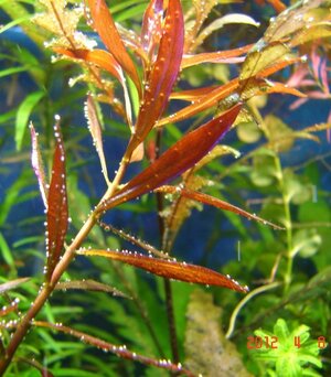 k Ludwigia arcuata.jpg