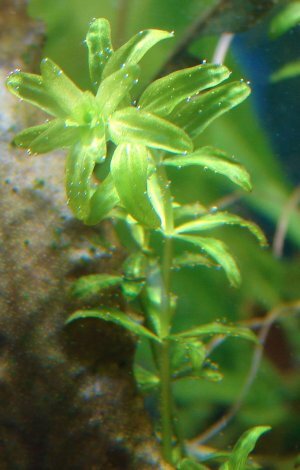 k Hemianthus micranthemoides(2).jpg