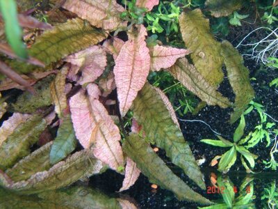 k Cryptocoryne flamingo spec.jpg