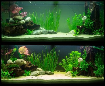 aquarium_comp.jpg