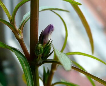 P1110065.JPG