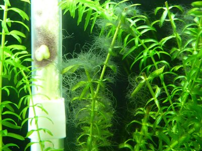 Bartalgen, ESHAProtalon im Test Flowgrow