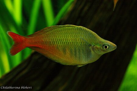 comp_Chilatherina_bleheri_019.jpg