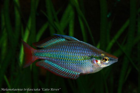 comp_Melanotaenia_trifasciata_Cato_River_004.jpg