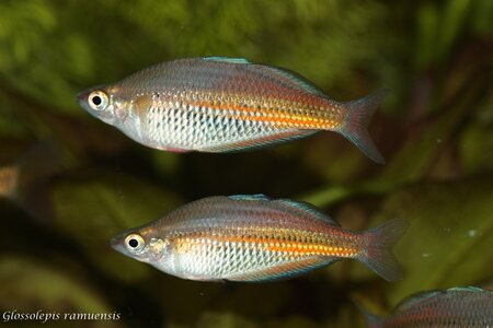 comp_Glossolepis_ramuensis_003.jpg