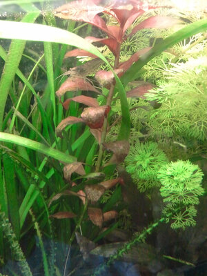 Ludwigia repens Rubin.jpg