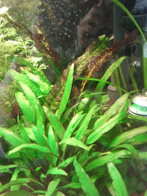 Microsorum Pteropus.jpg