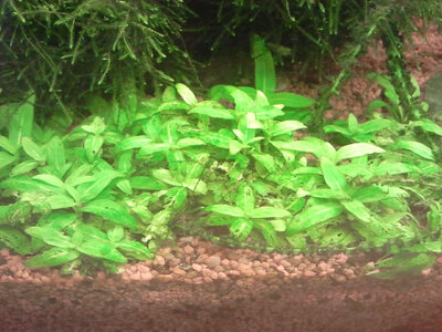 Staurogyne spec.jpg