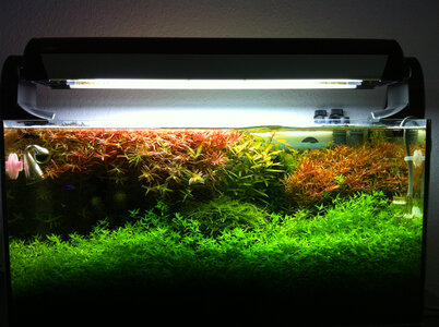 Foto3.JPG