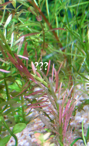 rotala.jpg