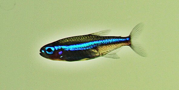 Altes Holz, neues Scape | Seite 2 | Flowgrow