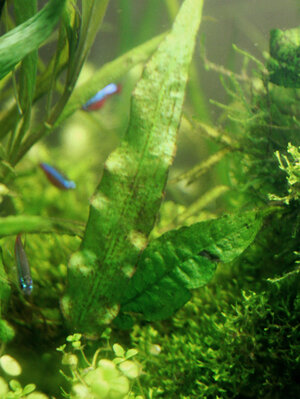 cryptocoryne_wendtii.jpg