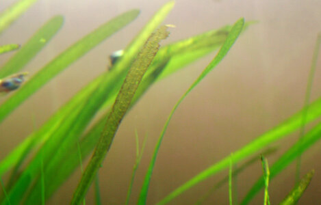 vallisneria.jpg