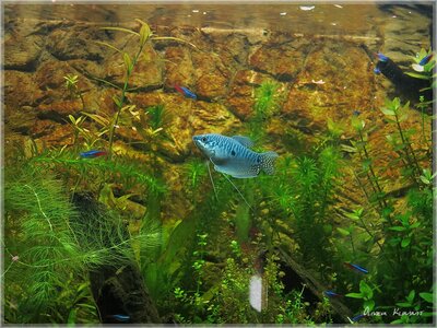 comp_Aquarium0018big[1].jpg