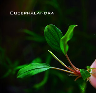 Bucephalandra sp.jpg