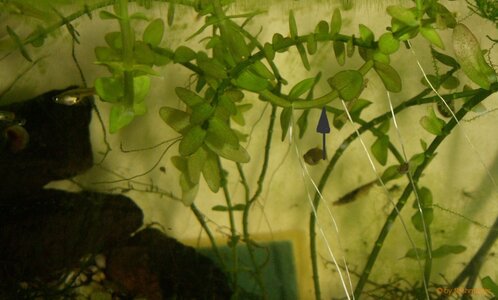 PICT0033a.JPG