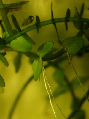 PICT0031.JPG