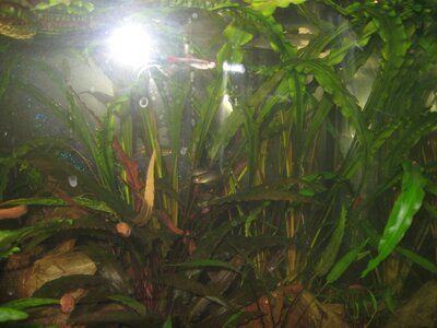 IMG_5785.JPG
