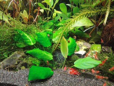 anubias01.JPG