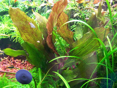 _100_1183.jpg