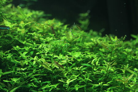 rotala_resize.jpg