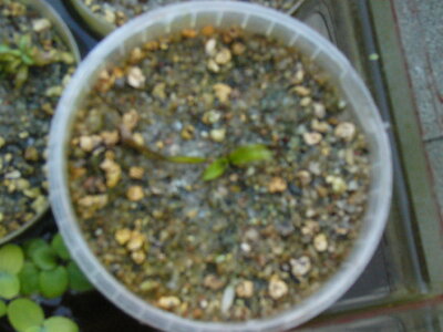 H. corymbosa.JPG