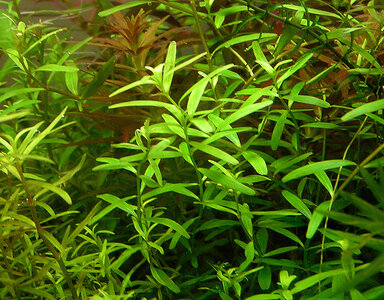 rotala-pink.jpg