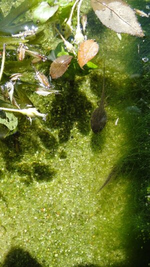 FG Kaulquappe Grasfrosch.JPG