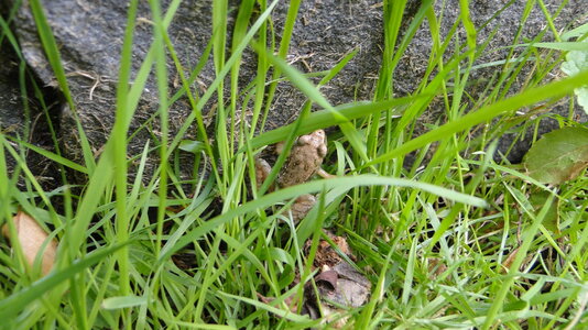 FG junger Grasfrosch I.JPG