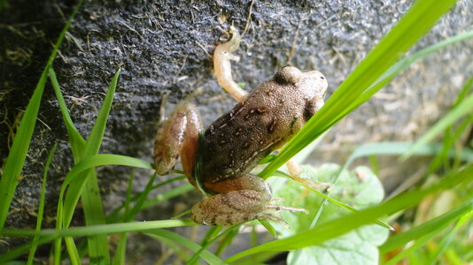 FG junger Grasfrosch II.JPG