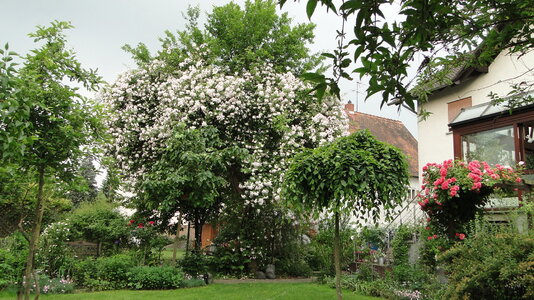 FG 'Paul's Himalayan Musk' II.JPG