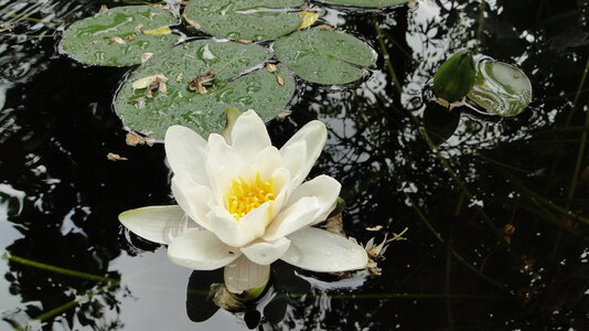 FG N. tetragona 'still ruht der See'.JPG
