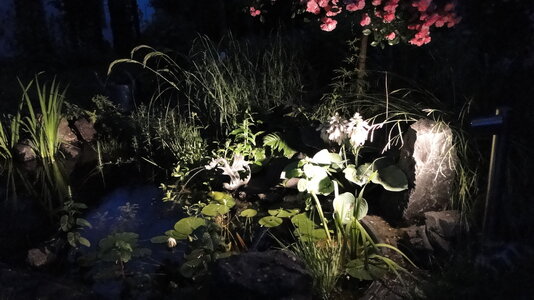 FG Teich-Stimmung.JPG