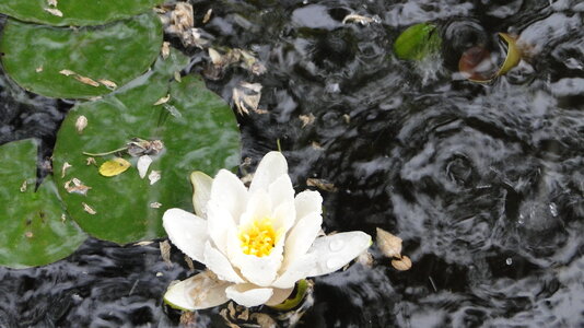 FG N. tetragona im Regen.JPG