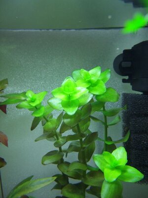 bacopa01.jpg