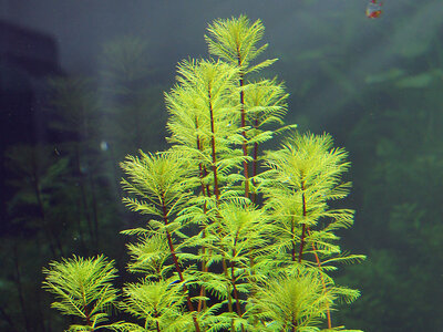 Myriophyllum.jpg