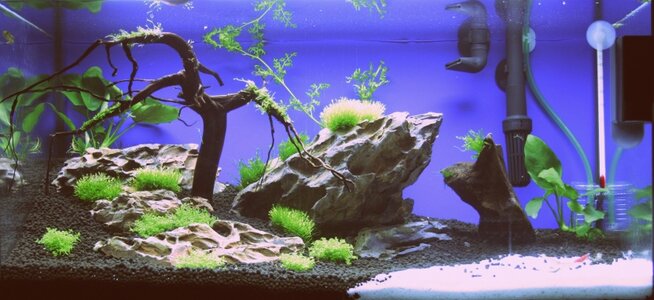 Aquarium_verkleinert.jpg