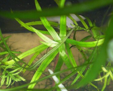 Heteranthera.jpg