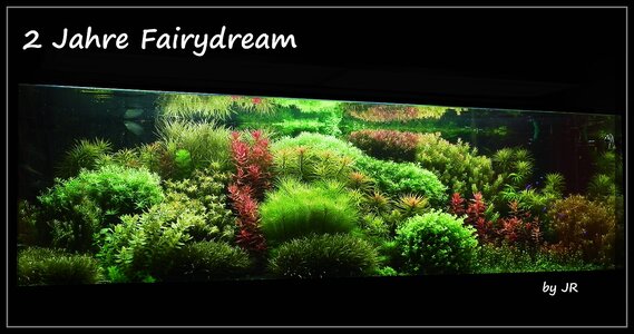 2 Jahre Fairydream2 jahre fairydream(a).jpg