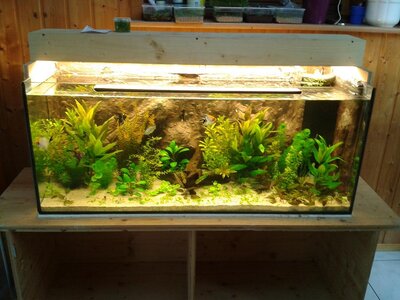 aquarium1.jpg