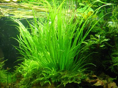 Eriocaulon sp. Guineanensis b_1280x960.JPG