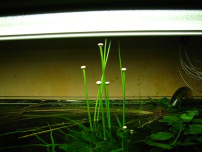 Eriocaulon sp. Guineanensis Blueten_1280x960.JPG