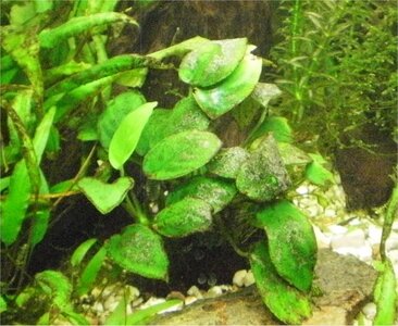 Anubias.jpg