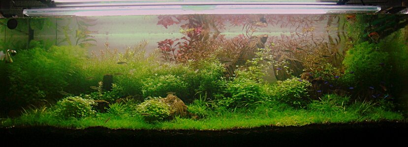 Aqua-Melli2_1346872602379657564.jpg